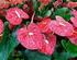 SELEÇÃO DE VARIEDADES DE ANTÚRIO (Anthurium andraeanum Lindl.) PARA FLOR DE CORTE NO INSTITUTO AGRONÔMICO*. EQUIPE TÉCNICA