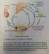 Metabolismo do colesterol e ácidos biliares