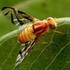 Mosca-da-cereja: Uma Nova Ameaça Para a Fruticultura Brasileira