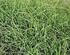 Agronomic performance of tifton 85 (cynodon spp) grass cultivated in constructed wetlands used in milk processing wastewater treatment