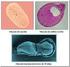 O estudo da gênese embriológica da coluna