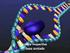 Duplicação do DNA e Síntese de PROTEÍNAS