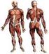 Sistema Muscular. Descrição dos musculo. Corpo ou ventre porção mais larga do musculo. Inserção Terminal fixo no osso que se movimenta