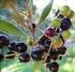 Folhas de oliveira, azeitonas e azeite: caracterização, qualidade e actividade biológica