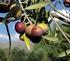 Olivicultura - Informe Agropecuário