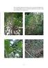 Dinâmica temporal do estrato herbáceo-arbustivo de uma área de campo limpo úmido em Alto Paraíso de Goiás, Brasil