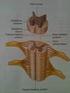 Anatomia da Medula Vertebral