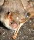 Myotis blythii Morcego-rato-pequeno
