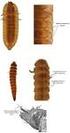 Insecta, Coleoptera, Elmidae, Amazon region