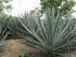 EFEITOS DO EXTRATO DE SISAL (Agave sisalana) SOBRE O CURUQUERÊ (Alabama argillacea) (LEPIDOPTERA: NOCTUIDAE)