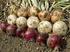 BULB PRODUCTIVITY AND QUALITY OF TWO ONION CULTIVARS AS TO PLANT POPULATION IN DIRECT SOWING