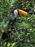 Consumo de frutos e abundância de Tucano Toco (Ramphastos toco) em dois hábitats do Pantanal Sul