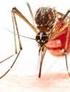 The Butantan Institute s Arthropod Laboratory and Poisonous Arachnids