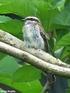 COMPOSIÇÃO E REPRODUÇÃO DA AVIFAUNA NA RESERVA ECOLÓGICA DO CLUBE CAÇA E PESCA ITORORÓ/ UBERLÂNDIA/ MG