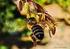 Manejo da agressividade de abelhas africanizadas