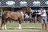 Associação Brasileira de Criadores de Cavalos Crioulos REGULAMENTO DO CRIOULAÇO