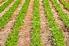 NOTAS CIENTÍFICAS. Estado de compactação do solo em áreas cultivadas no sistema de plantio direto (1)