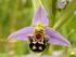 IN VITRO GROWTH OF Cattleya loddigesii, (ORCHIDACEAE) ON POLYRETANE FOAM