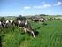 Desempenho de vacas da raça Holandesa em pastagem de coastcross 1. Performance of Holsteins cows on coastcross pasture