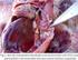 Infecção experimental de embriões de frango de corte com Salmonella enterica sorovar Enteritidis fagotipo 4