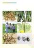 SEVERITY OF RAMULARIA LEAF SPOT AND SEED COTTON YIELD IN DIFFERENT SOWING TIMES 1