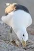 Numbers, timing of breeding, and eggs of Kelp Gulls Larus dominicanus (Charadriiformes: Laridae) on Currais Islands in southern Brazil