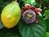 Germinação de sementes de maracujá-doce (Passiflora alata Curtis): Fases e efeito de reguladores vegetais