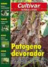 Comportamento da Cultura de Escarola Cultivada em Solo e Hidroponia Tipo NFT, no Trópico Úmido, nas Condições de Belém-Pará.