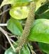 O gênero Piper L. (Piperaceae) da Mata Atlântica da Microbacia do Sítio Cabuçu-Proguaru, Guarulhos, SP, Brasil