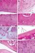 Imobilização prolongada e remobilização da articulação fêmoro-tíbio-patelar de ratos: estudo clínico e microscópico