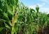 ARTIGO CIENTÍFICO. Desenvolvimento inicial do milho submetido a doses de esterco bovino. Initial development of maize subjected to cattle manure