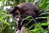 Densidade e Tamanho Populacional de Primatas em uma Área de Terra Firme na Amazônia Central