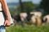 Diagnosis Socio-Economic of Systems Milk Production in Cattle Cariri of Paraiba