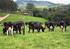 Eficiência bioeconômica de vacas de diferentes níveis de produção de leite por lactação e estratégias de alimentação 1