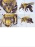 Plantas Visitadas por Centris spp. (Hymenoptera: Apidae) na Caatinga para Obtenção de Recursos Florais
