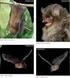 BAT ASSEMBLAGES FROM MOUNTAIN FOREST AREAS IN THE SERRA NEGRA REGION, SOUTHEASTERN BRAZIL