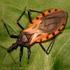 A Doença de Chagas e seu Controle na América Latina. Uma Análise de Possibilidades