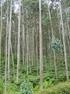 Forest Plantations in Brazil: Understanding the constraints to Forest Productivity