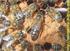 Meios de controlo da Varroose em colónias de abelhas melíferas Portuguesas