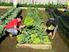Cultivo de hortaliças orgânicas: uma proposta sustentável para o município de Confresa-MT