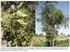 Frugivoria e especificidade por hospedeiros na erva-de-passarinho Phoradendron rubrum (L.) Griseb. (Viscaceae) 1