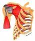 Analysis of incidence of injury in shoulder joint in young swimming athletes