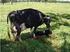 Balanço Energético Negativo no Período do Periparto Em Vacas de Aptidão Leiteira