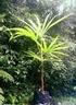 PALAVRAS-CHAVE Polpa de juçara. Palmeira. Semente. Antioxidante.