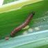 Nível de Controle da Lagarta-do-cartucho, Spodoptera frugiperda (Lepidoptera: Noctuidae), em Três Híbridos de Milho