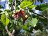 RESPOSTA DO MARACUJAZEIRO AMARELO (Passiflora edulis Sins var. flavicarpa Deg) A LÂMINAS DE IRRIGAÇÃO E DOSES DE ADUBAÇÃO POTÁSSICA