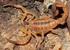 Estudo do veneno de Tityus serrulatus (Scorpiones; Buthidae) procedente do estado da Bahia, Brasil