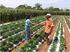 Cultivo do Morango Orgânico em Unidade Demonstrativa com agricultores familiares do Município de Sete Lagoas MG