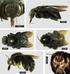 Diversidade de abelhas (Hymenoptera, Apidae) ao longo de um gradiente latitudinal na Mata Atlântica