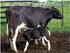 Desenvolvimento de Estômago de Bezerros Holandeses Desaleitados Precocemente 1. Stomach Development of Early Weaned Holstein Calf